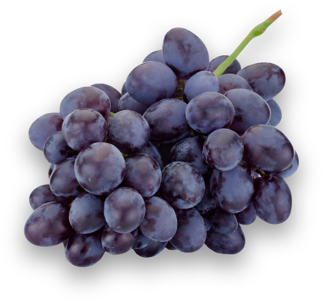 fresh-blue-grapes-isolated-on-a-white-background-PHBB52U